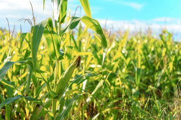 The corn field is nearing the harvest season. The result of care and attention