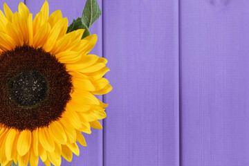 Beautiful and vibrant sunflower on purple background. Decoration and summer time. Place for text
