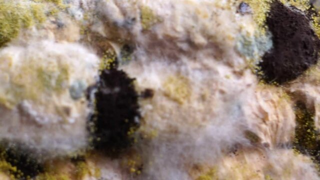 Black mold growing on mixture bread