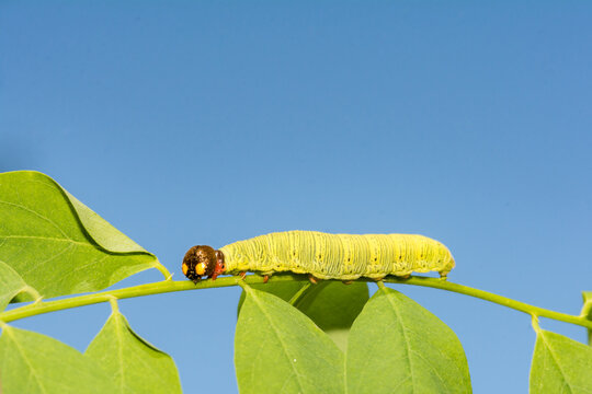 Silver-spotted Skipper Caterpillar (Epargyreus clarus)