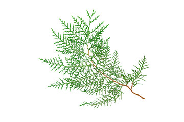 green fir branch isolate on white background