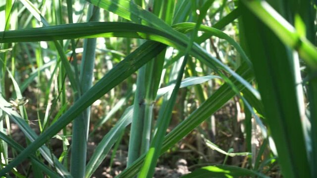 Sugarcane with a natural background. Indonesian call it tebu