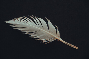 Obraz premium White feather on black background