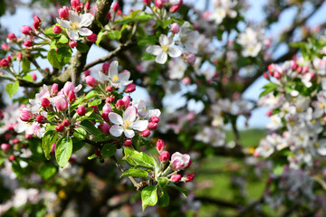 zarte rosa farbene Apfelbaumblüten