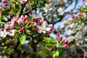 zarte rosa farbene Apfelbaumblüten