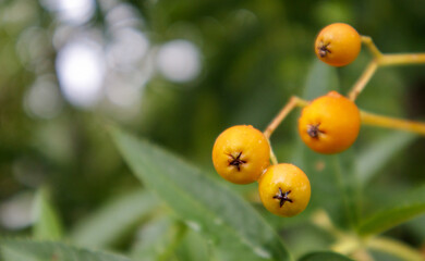 Ripe orange rowan berries close-up on a blurred background, growing in groups on the branches of a mountain ash. High quality photo with copy space.