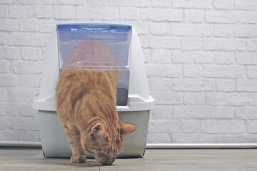 Cute ginger cat going out of a closed Litter box. Horizontal image with copy space.	