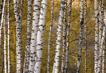 Obraz premium Autumn Birch Grove in a Sunny Day