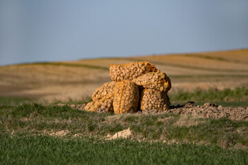 Ziemniaki sadzeniaki