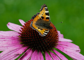 Butterfly on a pink flower