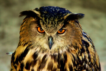 The look of the owl, an animal that shows us its gaze