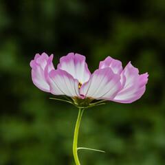 Fototapeta premium White-pink flower on a green background