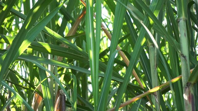 Sugarcane with a natural background. Indonesian call it tebu