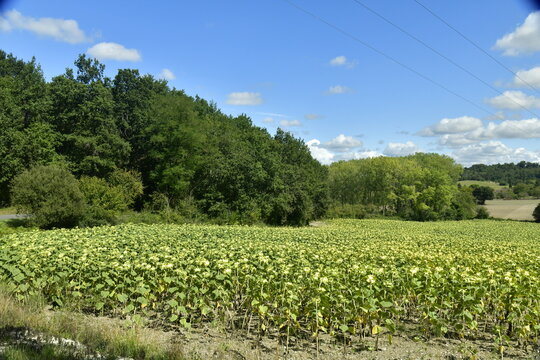 Champs de tournesols en cours de floraison entre bois et collines pr&egrave;s du bourg de Champagne au P&eacute;rigord Vert
