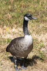 Naklejka na ściany i meble Full length of Canada goose standing on the grass.
