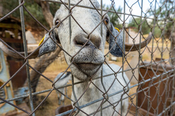 Nice goat sticking its nose through a wire fence. 