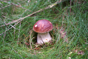 Edible single mushroom penny bun (boletus) found in woods, autumn concept