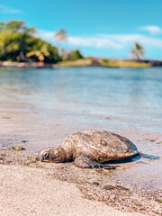 turtle on the beach