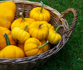 Small fresh ripe yellow pumpkins in a wicker basket. Organic decorative dwarf pumpkins.