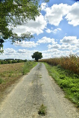 Fototapeta na wymiar L'arbre isolé au sommet de la colline entre un champs de maïs et une prairie près du Bourg de Champagne au Périgord Vert 