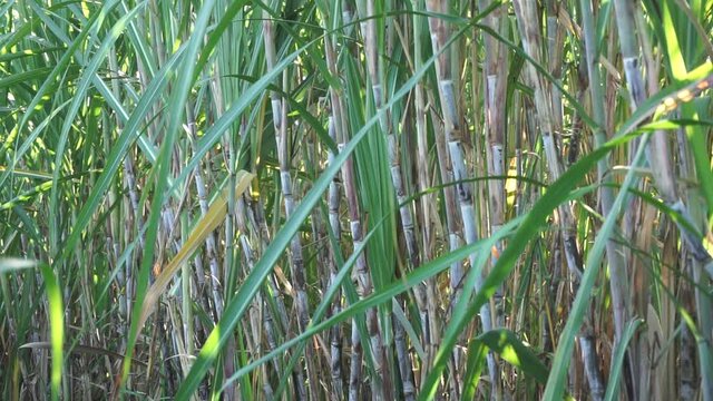 Sugarcane with a natural background. Indonesian call it tebu