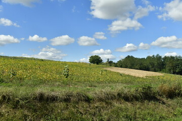 Fototapeta na wymiar Bordure de végétation sauvage le long d'un champs de tournesols entre les bourgs de Campagne et Vendoire au Périgord Vert 
