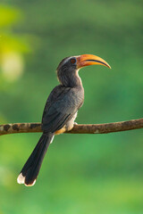 Malabar Grey Hornbill from Thattekad India