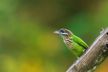 White-cheeked Barbet from Thattekad Kerala India