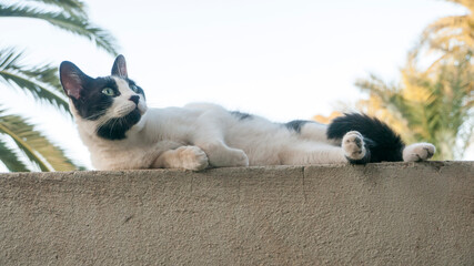 Gato blanco y negro tumbado en un muro de estuco