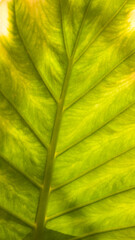 Hojas grandes con nervios a contraluz