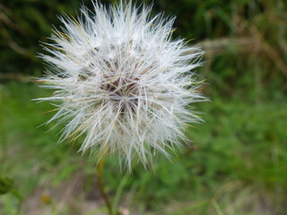 Nature dans les Vosges