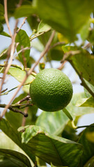 Limón verde en la rama de un limonero