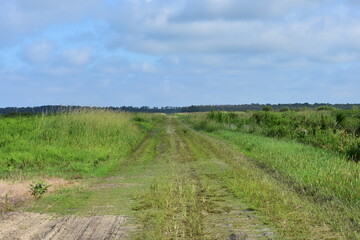 Fototapeta na wymiar Road through low country farm