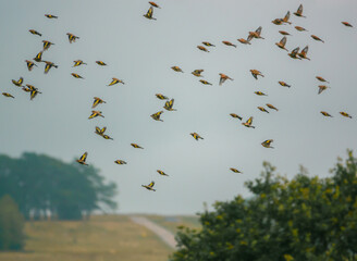 a large flock of Goldfinches (Carduelis carduelis) on the wing flying in a clear blue sky over...