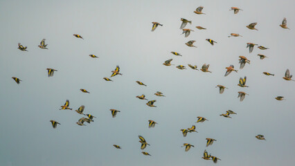 a large flock of Goldfinches (Carduelis carduelis, goldfinch) on the wing flying in a clear sky, Wilts UK