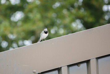 a pied wagtail (Motacilla alba) searching for food from a rooftop vantage point Wiltshire UK