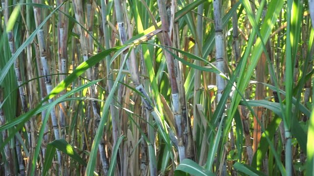 Sugarcane with a natural background. Indonesian call it tebu