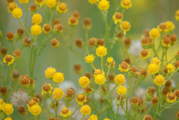 Hoary Ragwort (Jacobaea erucifolia) growing wild on Salisbury Plain chalklands, Wiltshire UK