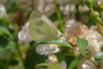 Ein Falter auf einen Blatt
