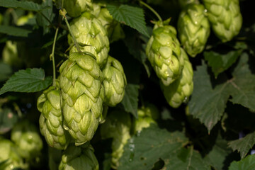 Humulus lupulus plant. Hop cones.