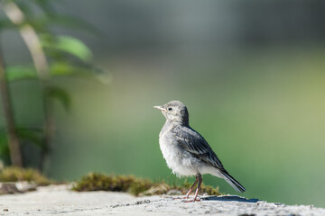 young wagtail awaits the return of its mother 