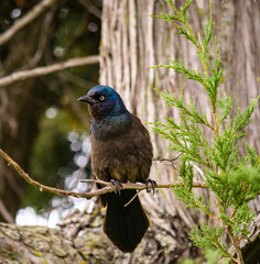 blackbird perched on a branch