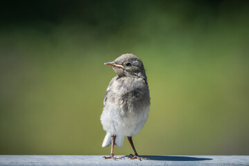 young wagtail awaits the return of its mother 