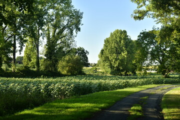 Chemin rocailleur de campagne le long d'un champs de tournesols en fin de journée près du bourg de Champagne au Périgord Vert 