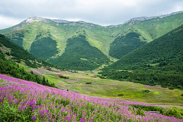 Flowering meadow, Belianske Tatras mountain, Slovakia