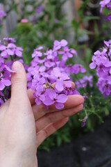 person holding pink flowers