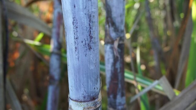 Sugarcane with a natural background. Indonesian call it tebu