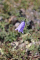 butterfly on a flower