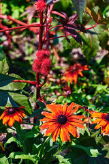 Red and prickly fruits of a Castor oil plant (Ricinus communis) in a flowerbed.