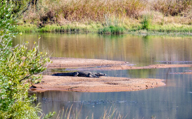 lone crocodile lying on a river bank